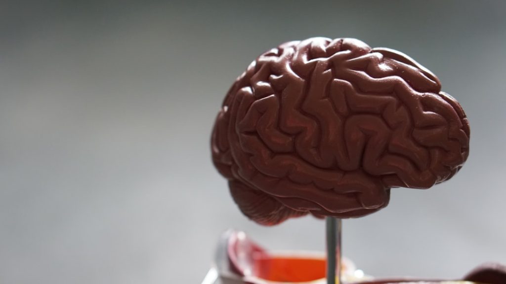 Photo Brain diagram