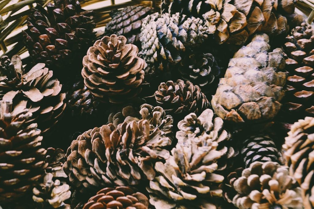Photo Natures influence