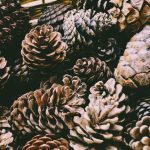 Photo Natures influence